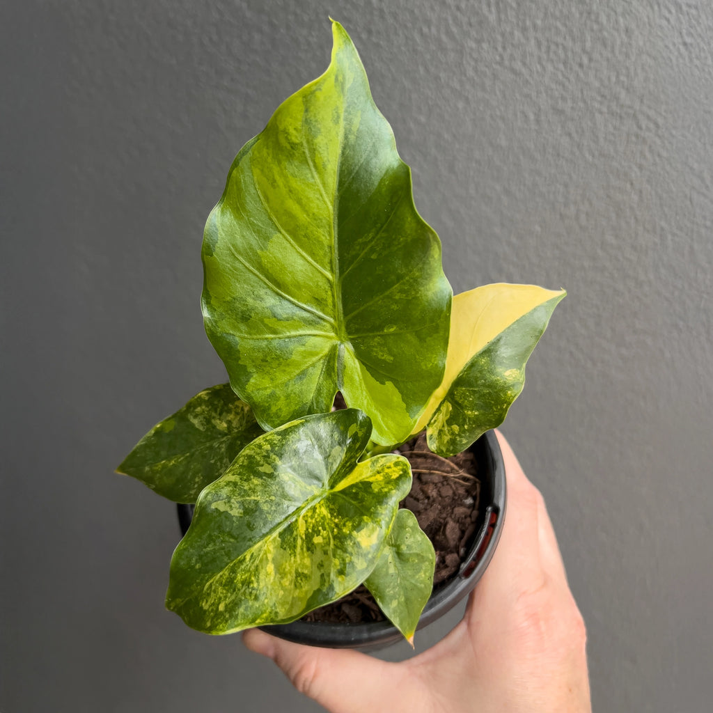 Hand holding an Alocasia gageana Variegata Aurea showing broad glossy leaves with golden variegation and compact stems. Rare indoor plant nursery Australia.