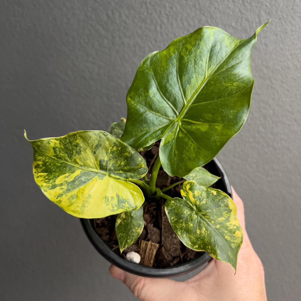 Close-up of Alocasia gageana Variegata Aurea foliage highlighting bright yellow and green marbling across thick textured leaves. Rare indoor plant collectors Australia.