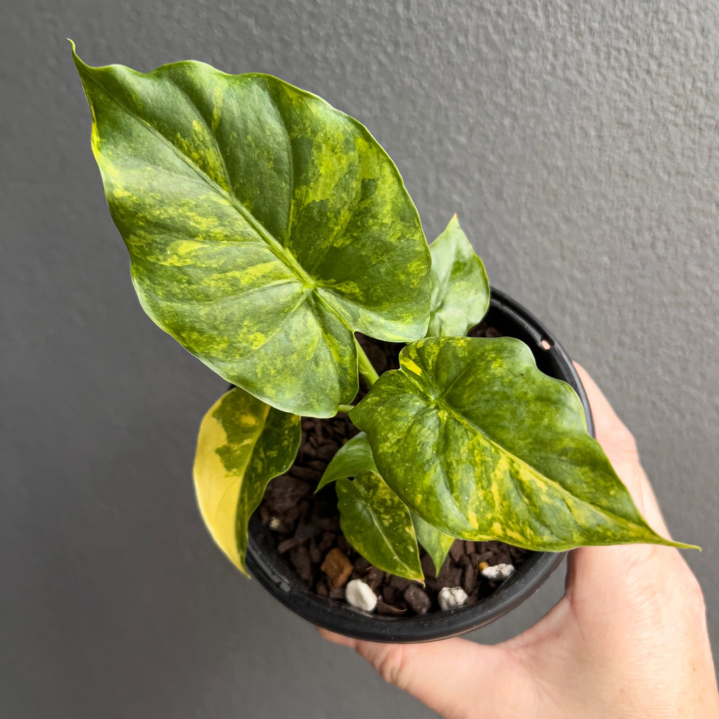 Person holding a potted Alocasia gageana Variegata Aurea with upright growth and soft aurea streaks across each leaf. Trusted indoor plant shop Australia.
