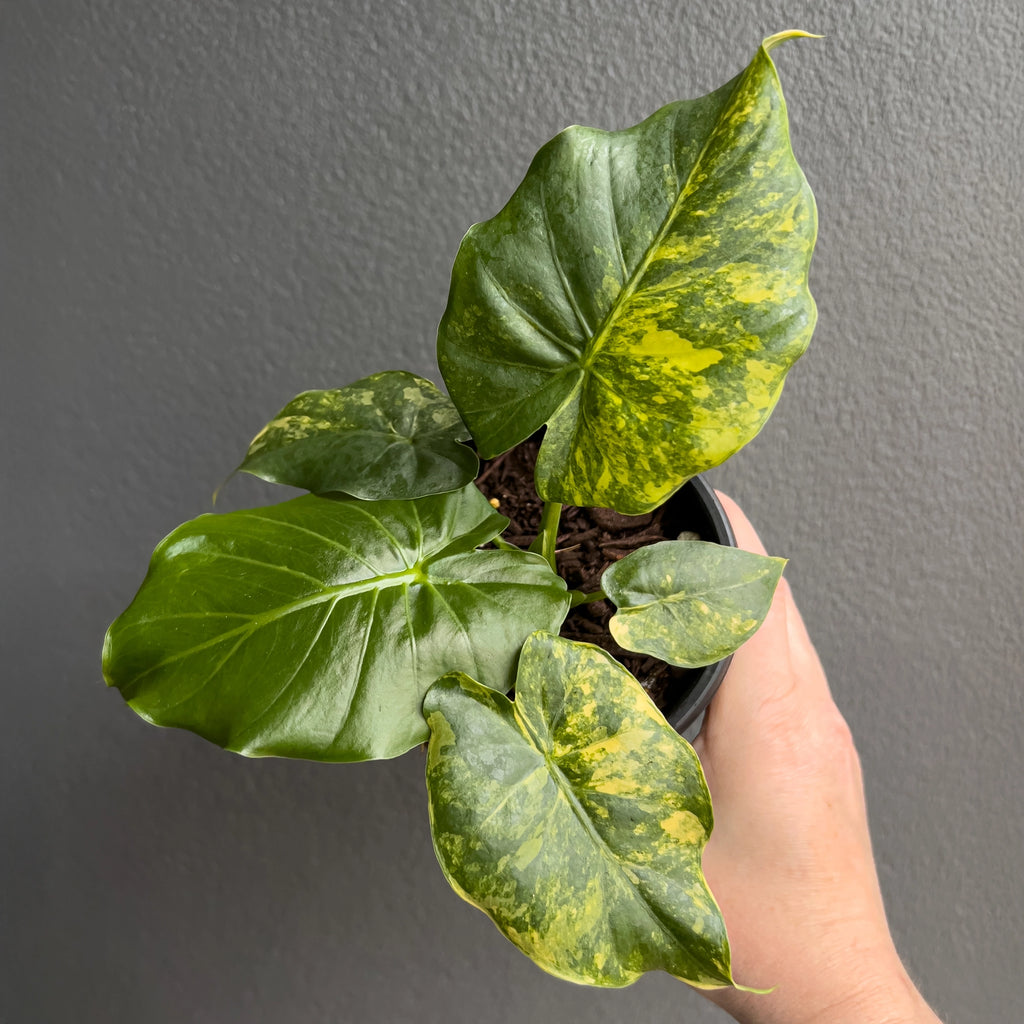 Side view of Alocasia gageana Variegata Aurea held against a neutral background showing creamy variegation and sculpted leaf edges.