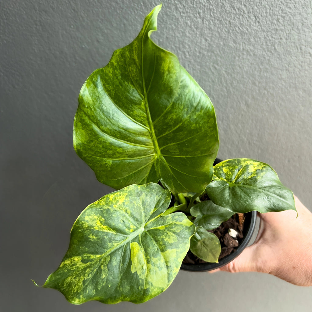 Top-down view of Alocasia gageana Variegata Aurea showing bright aurea variegation and compact clumping form in a black nursery pot.