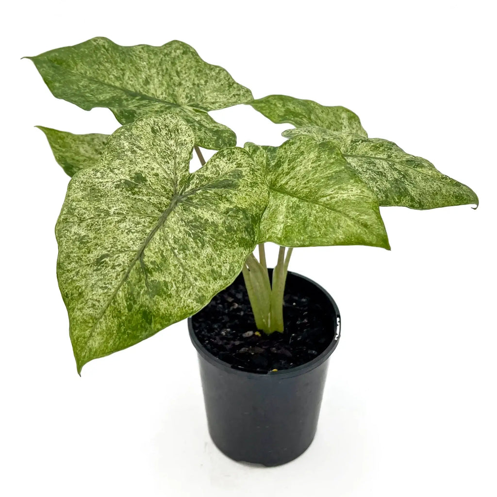 Alocasia odora Batik | Indoor Plant | Chalet Boutique - Australia