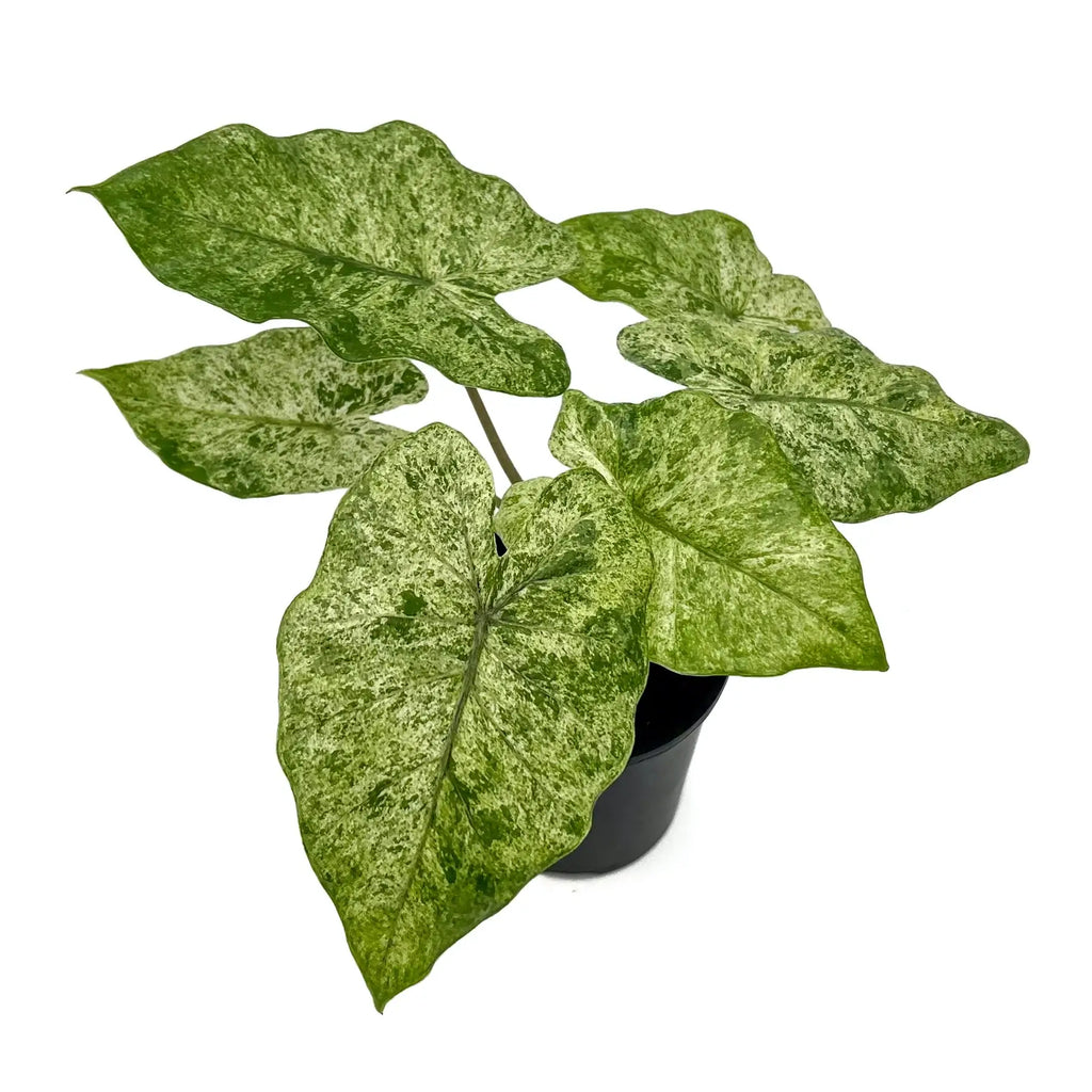 Alocasia odora Batik | Indoor Plant | Chalet Boutique - Australia