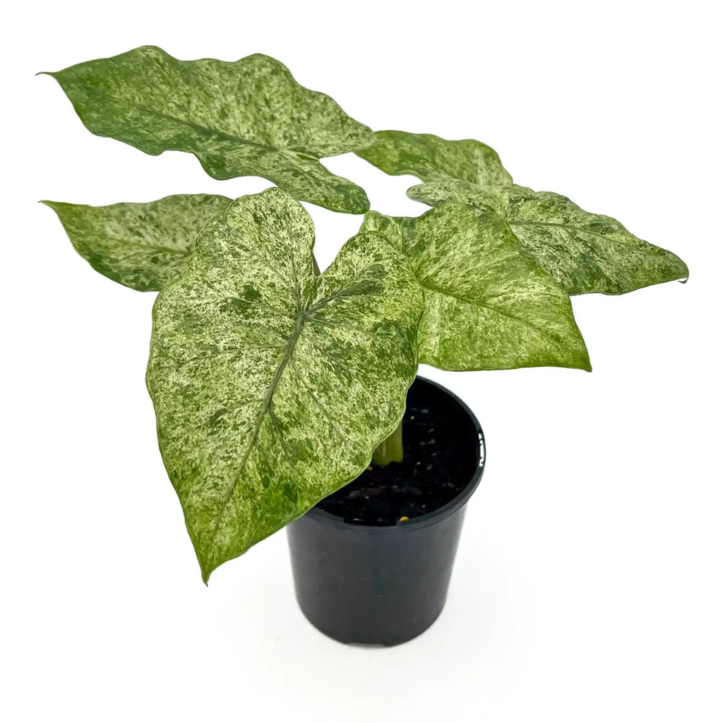 Alocasia odora Batik | Indoor Plant | Chalet Boutique - Australia