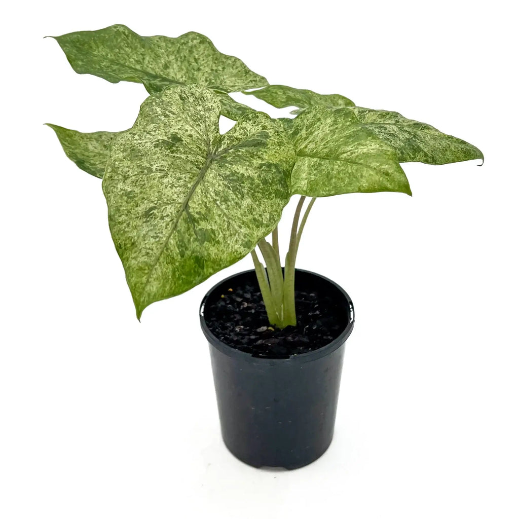 Alocasia odora Batik | Indoor Plant | Chalet Boutique - Australia