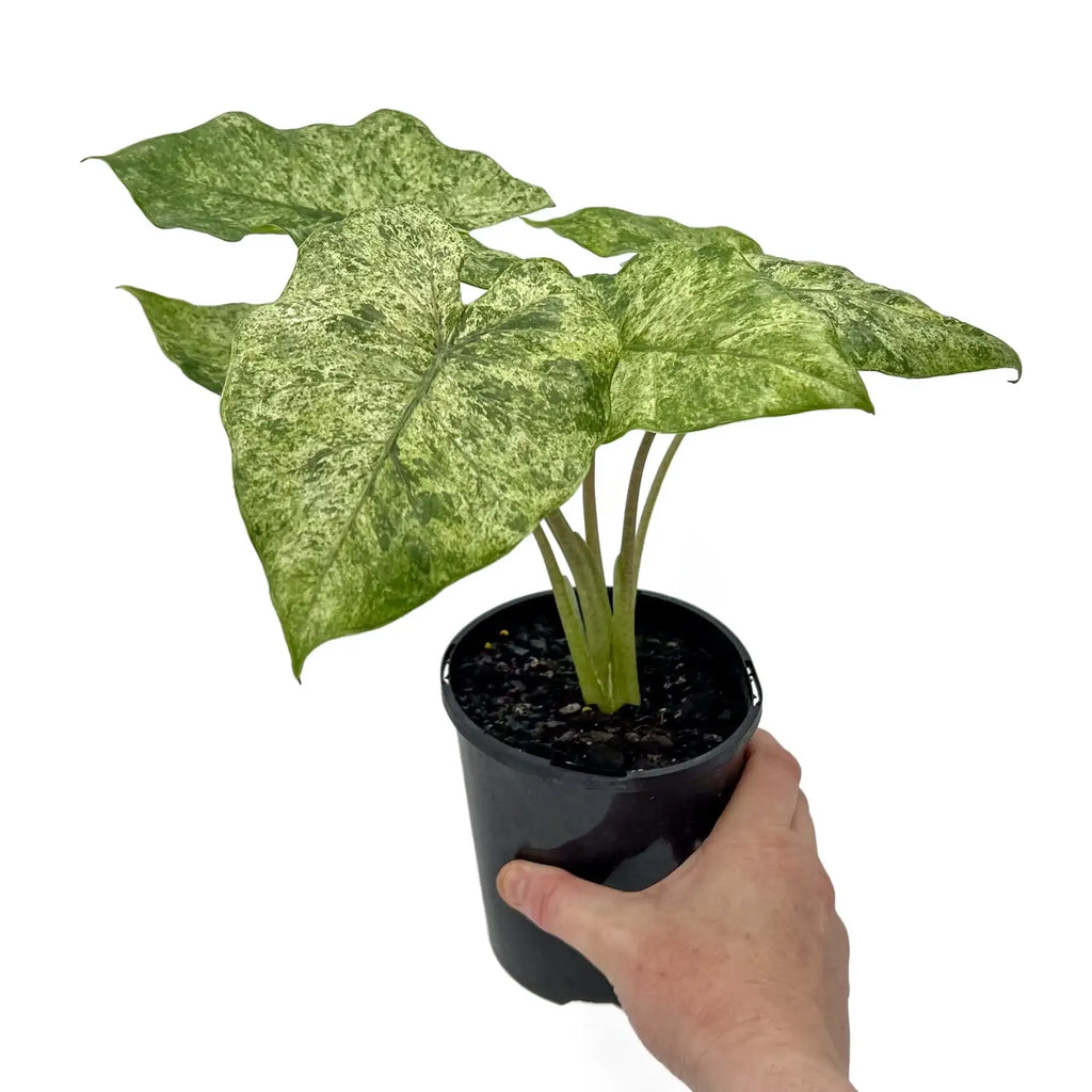 Alocasia odora Batik | Indoor Plant | Chalet Boutique - Australia