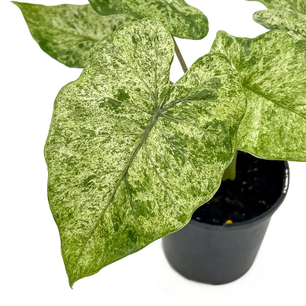 Alocasia odora Batik | Indoor Plant | Chalet Boutique - Australia