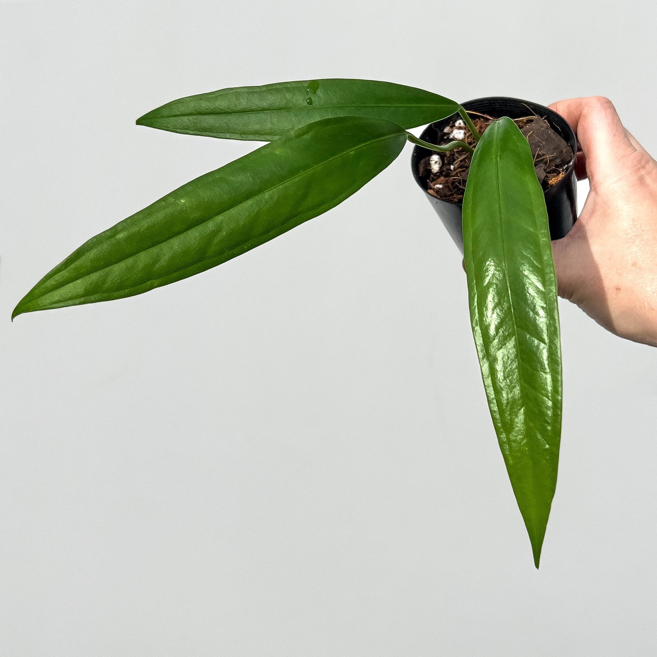 anthurium plants australia Buy Anthurium Bakeri