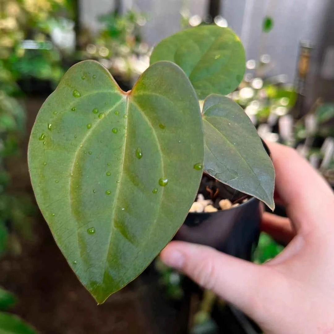Anthurium Ace of Spades x RVDP | Rare Hybrid Plants Australia