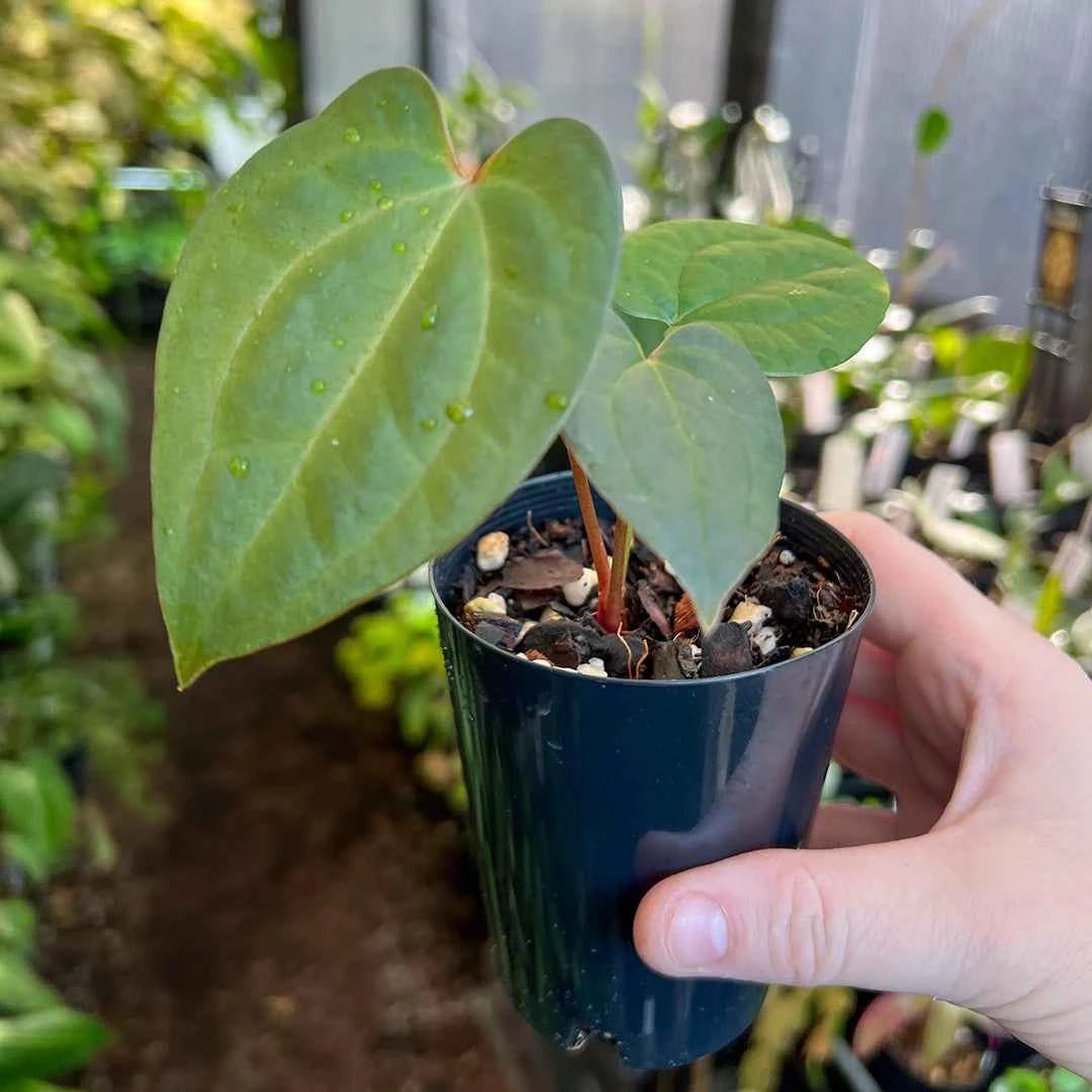 アンスリウム Ace of Spades × RVDP Anthurium Ace of Spades x RVDP | Rare Hybrid Plants Australia