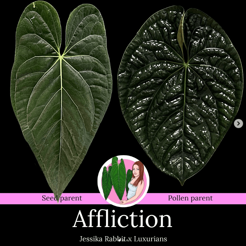 Anthurium 'Affliction' leaves comparison: Seed parent Jessika Rabbit and pollen parent Luxurians. Chalet Boutique, Australia.