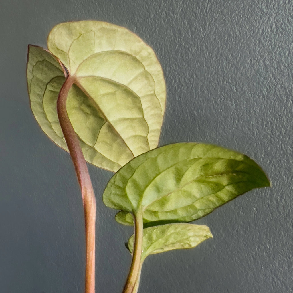 Up view of Anthurium Affliction showing undersides of the bullate leaves with visible silver vein network.
