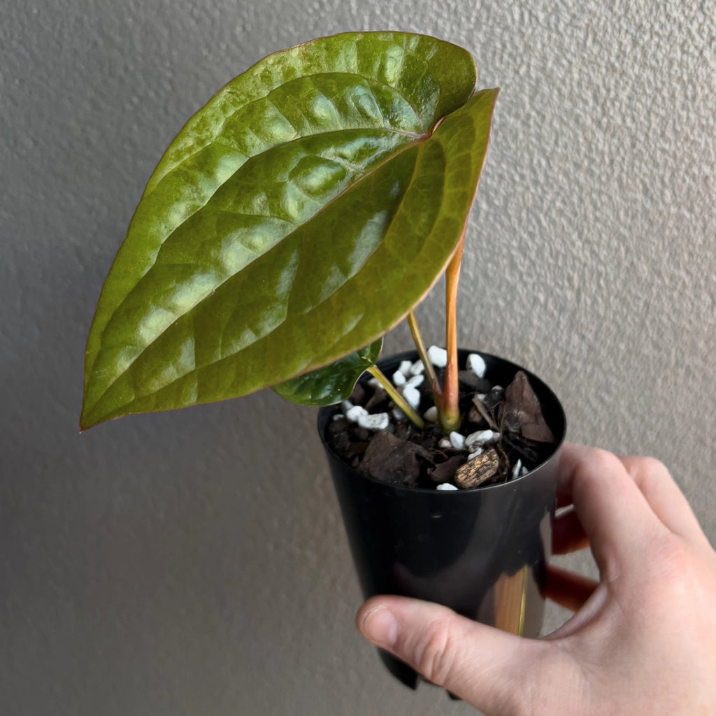 Close-up of Anthurium Affliction foliage highlighting bold vein contrast and fine velvet texture. Rare indoor plant collectors Australia.
