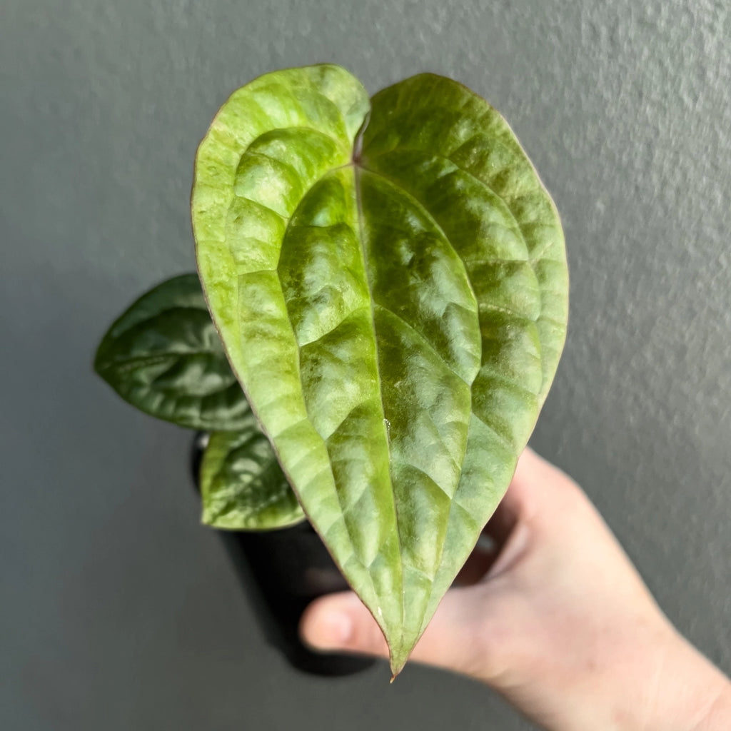 Hand holding an Anthurium Affliction showing deep green velvety leaves with silver veins and rich red petioles. Rare indoor plant nursery Australia.