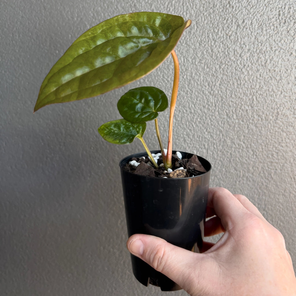 Hand holding a mature Anthurium Affliction showing rounded heart-shaped leaves with dark sheen and vivid venation. Rare indoor plant collectors Australia.