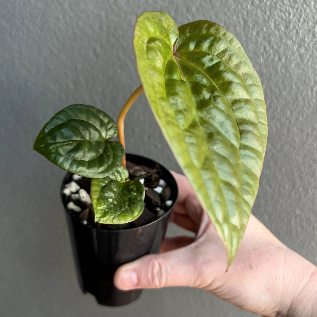 Anthurium Affliction in a black nursery pot featuring velvety deep green foliage with bright silver veins. Rare indoor plant nursery Australia.