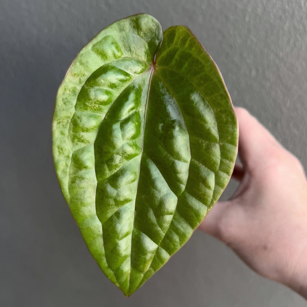 Side view of Anthurium Affliction held against a neutral background showing dark foliage, defined venation, and compact growth.