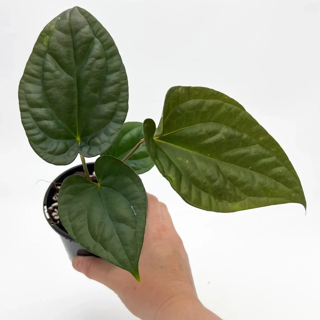 Hand holding Anthurium 'Antichrist' with large, unique green leaves in a pot, perfect for indoor plant lovers. Chalet Boutique, Australia.