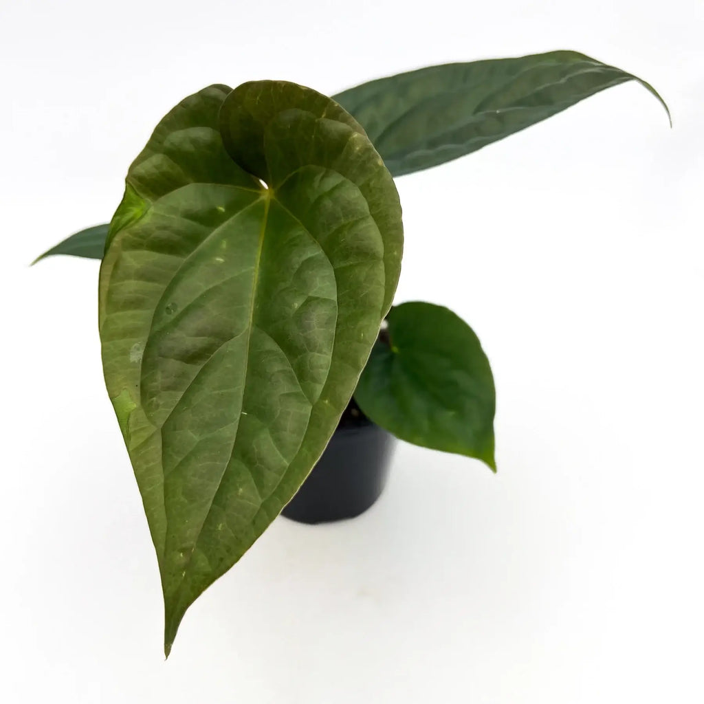 Anthurium 'Antichrist' showcasing unique elongated leaves, a rare indoor plant available at Chalet Boutique, Australia.