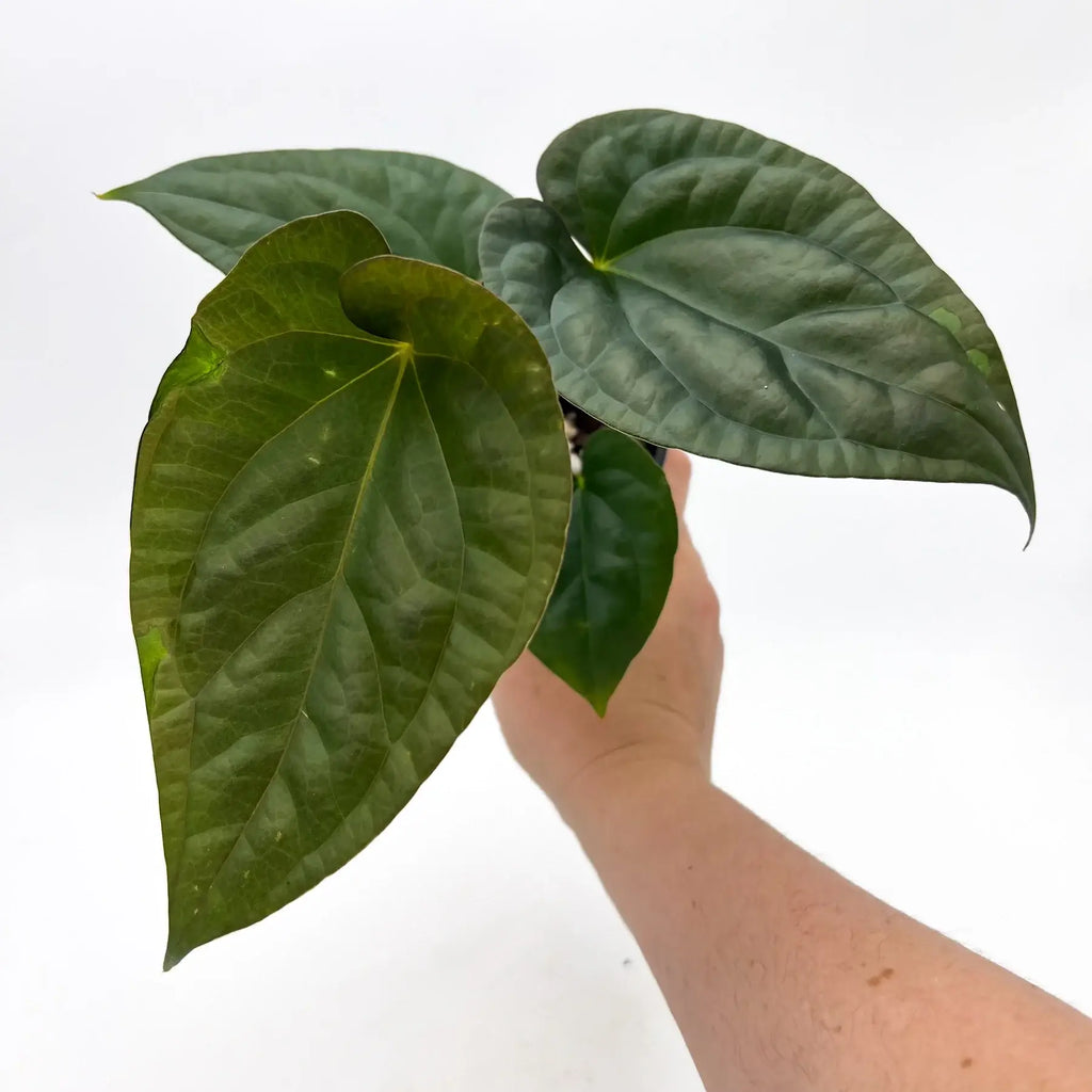 Anthurium 'Antichrist' showcasing unique elongated leaves in hand, perfect for rare indoor plants. Chalet Boutique, Australia.