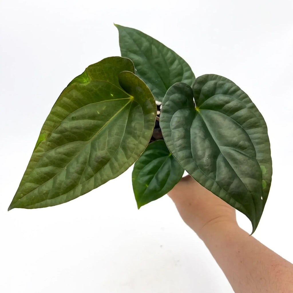 Anthurium 'Antichrist' with large, lobed green leaves held in hand, perfect for rare indoor plant enthusiasts. Chalet Boutique, Australia.