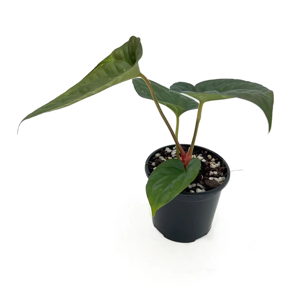 Anthurium 'Antichrist' in a black pot, featuring unique elongated leaves, ideal for rare indoor plants, Chalet Boutique, Australia.