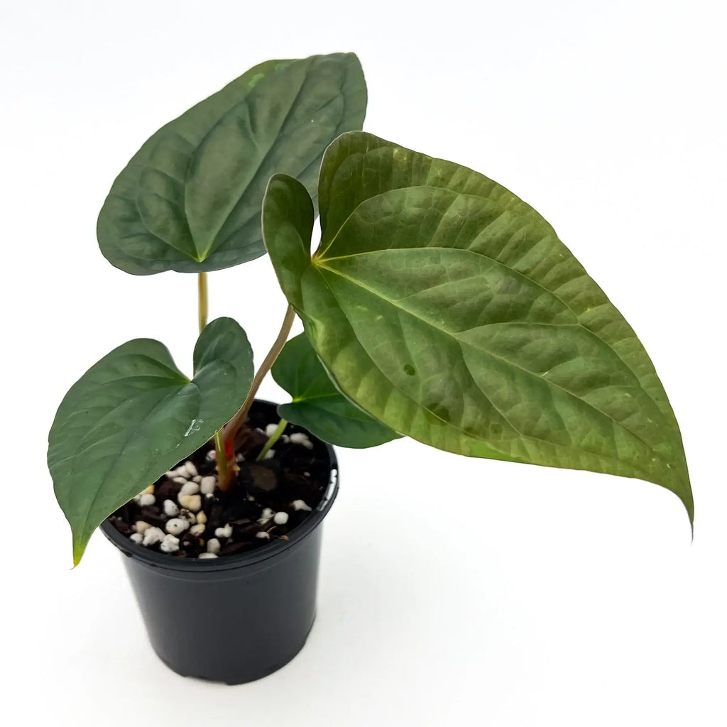 Anthurium 'Antichrist' plant in black pot, featuring lush green elongated leaves, perfect for indoor settings. Chalet Boutique, Australia.