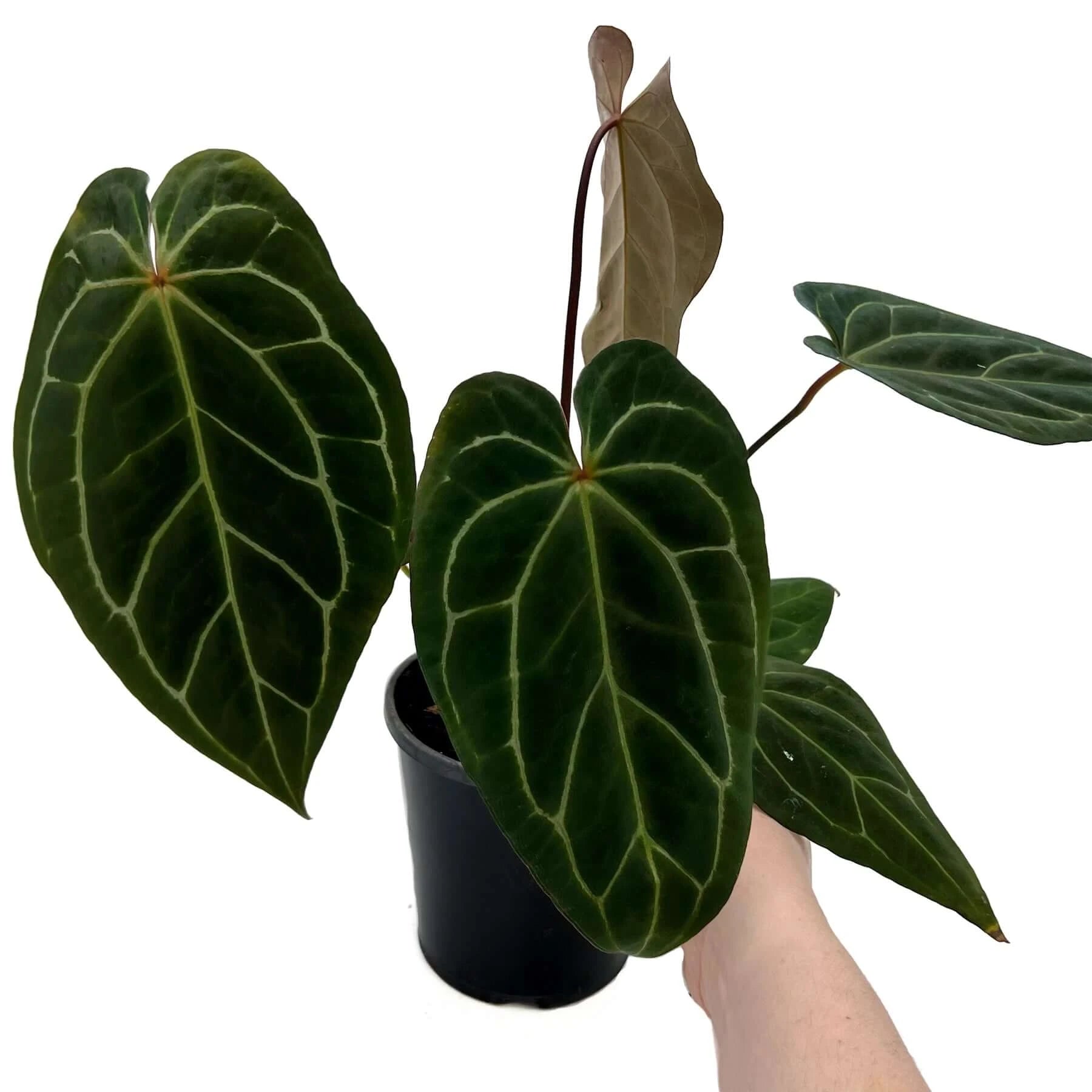 anthurium black care Anthurium 'Black Sabbath'