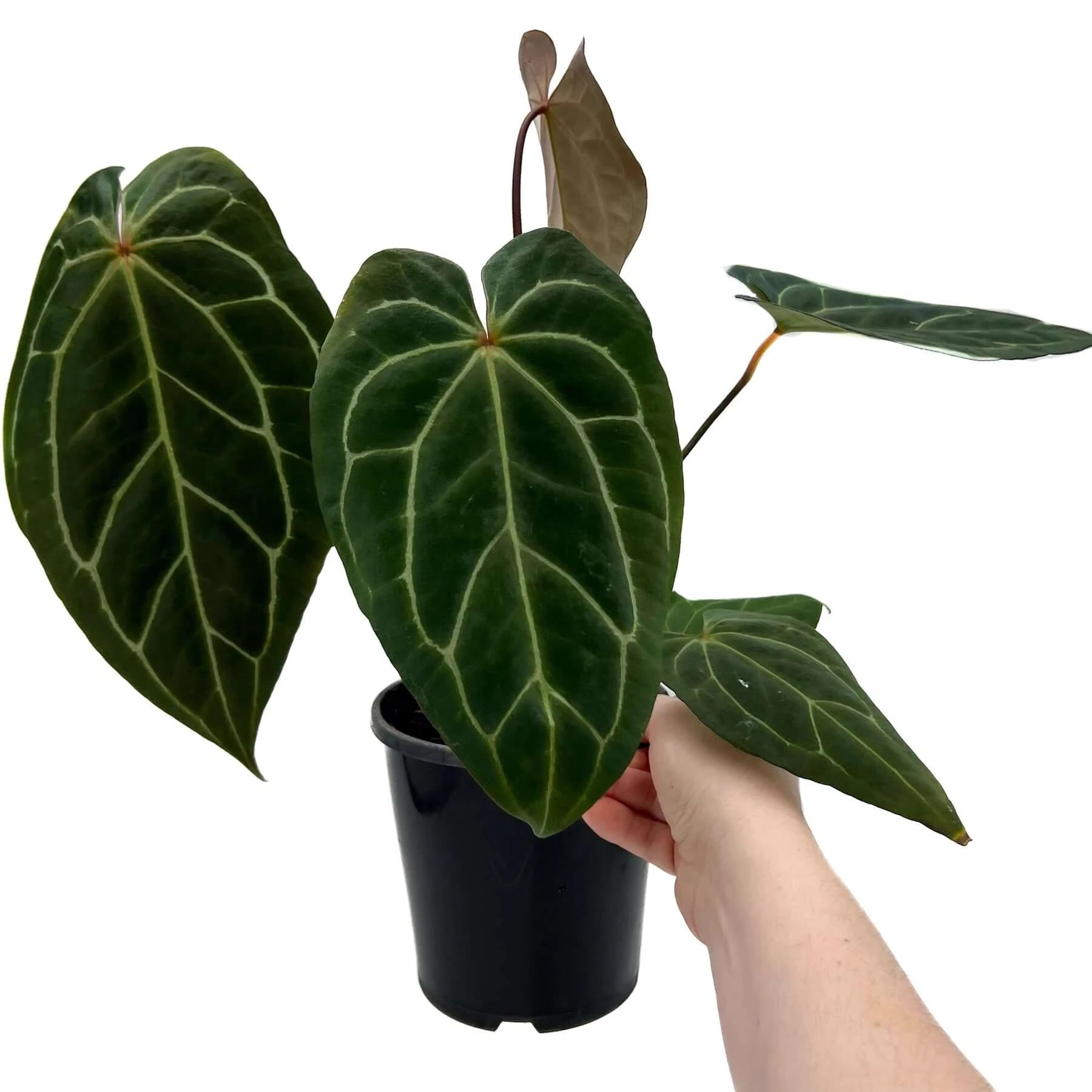 Anthurium 'Black Sabbath' - Rare Indoor Plant Australia