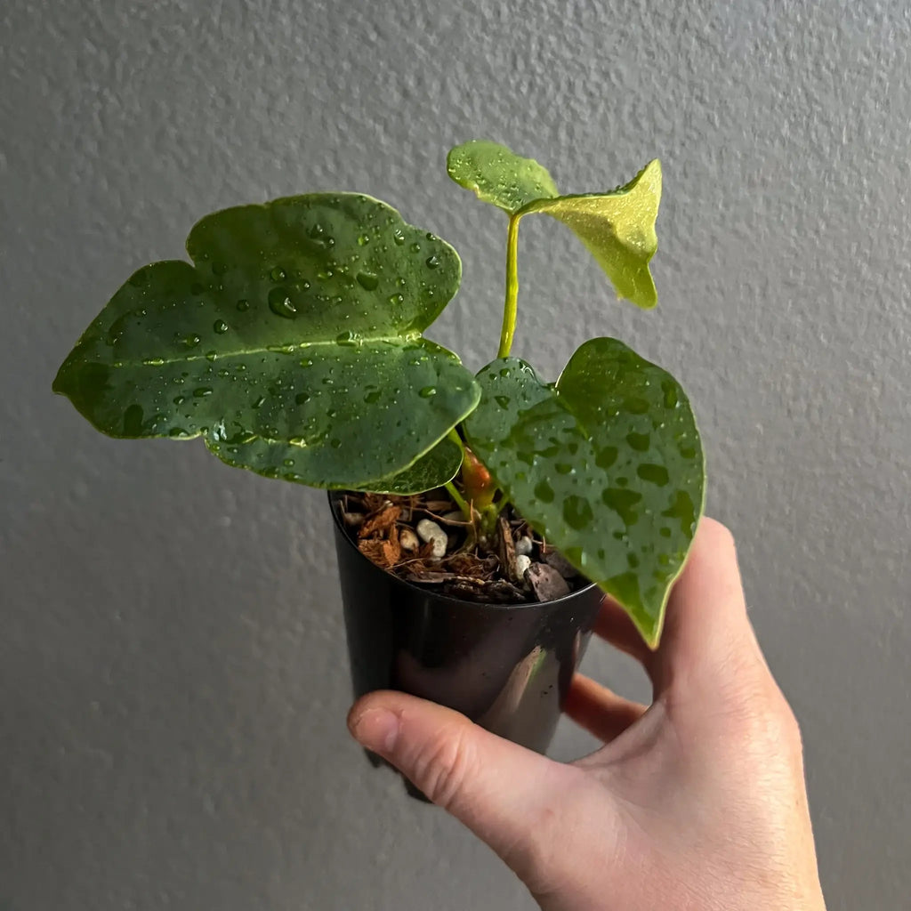 Hand holding a tropical Anthurium plant with glossy leaves, perfect for indoor settings. Available at Chalet Boutique, Australia.
