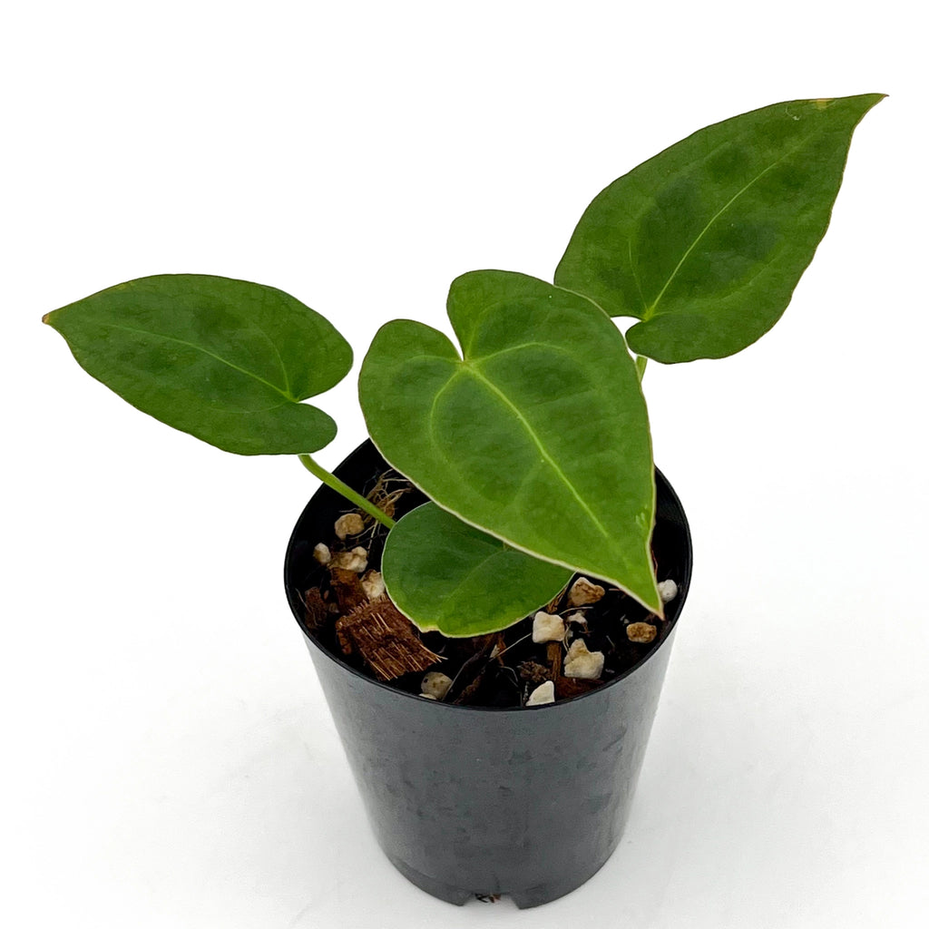 Anthurium Blue Velvet hybrid x dark forgetii in black pot, showcasing deep green foliage. Rare indoor plants Australia, Chalet Boutique.