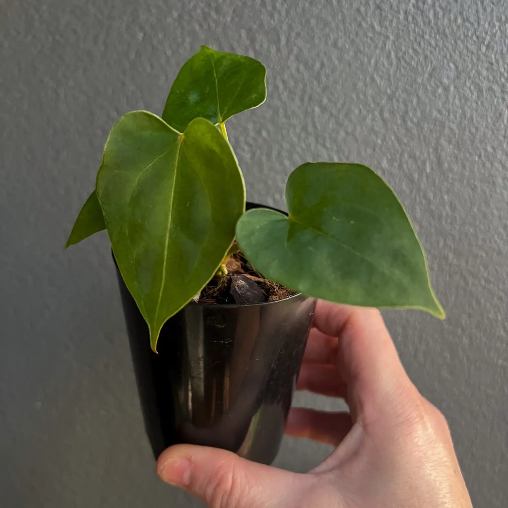 Rare Syngonium indoor plant in black pot with vibrant green leaves. Buy unique indoor plants online. Chalet Boutique, Australia.