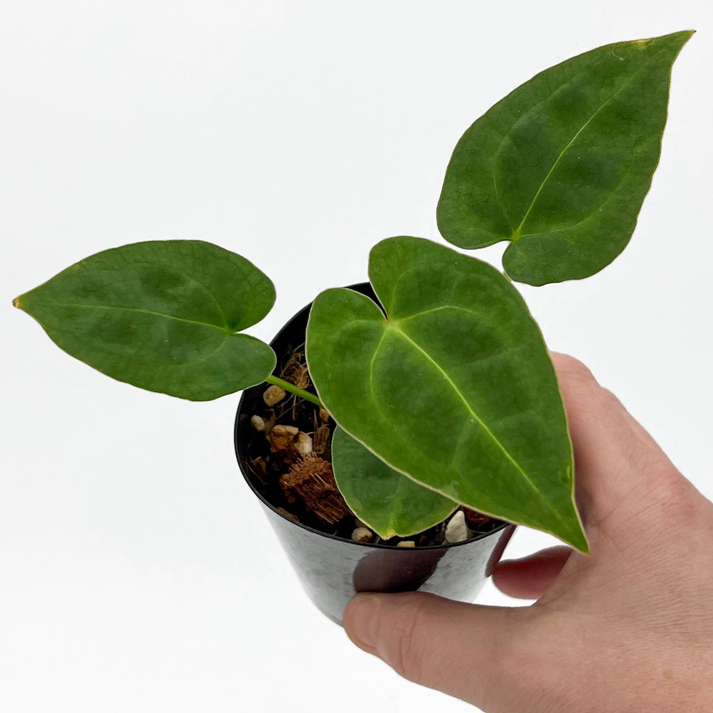 Small Anthurium plant with vibrant green, heart-shaped leaves in a black pot, perfect for rare indoor plant enthusiasts. Chalet Boutique, Australia.