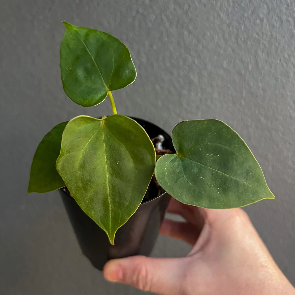 Rare Hoya plant in black pot with lush green leaves, perfect for indoor spaces. Buy rare plants online at Chalet Boutique, Australia.