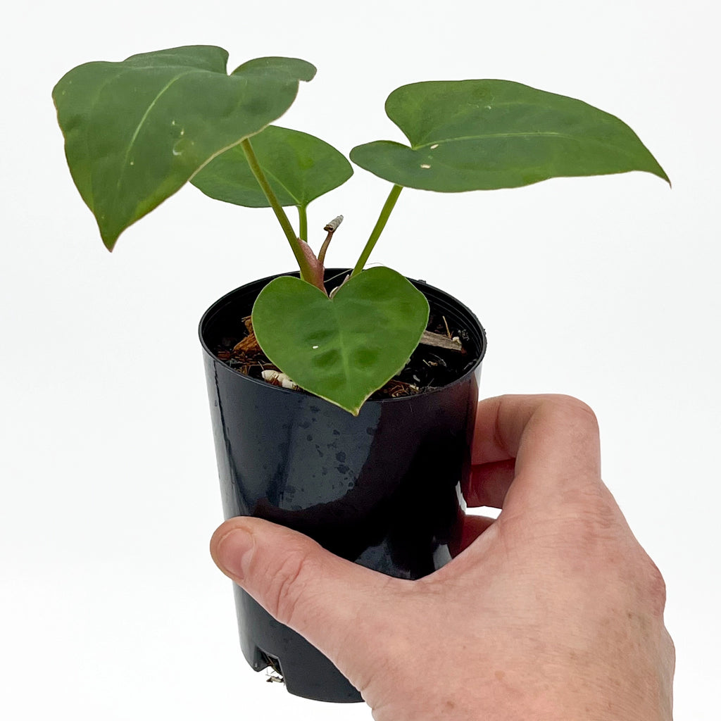 Healthy Anthurium Blue Velvet hybrid in hand, showcasing unique heart-shaped leaves and vibrant green foliage. Chalet Boutique, Australia.