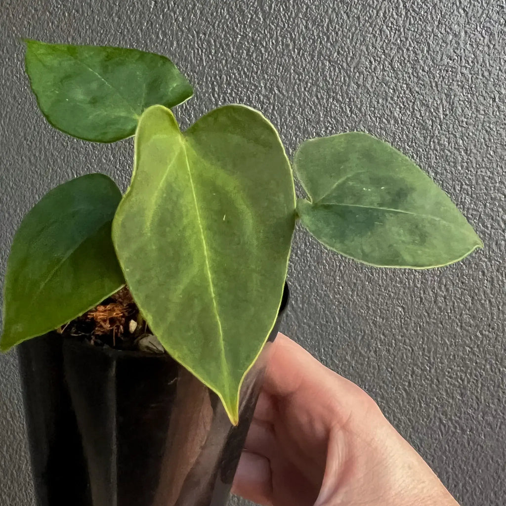 Anthurium Blue Velvet hybrid with deep green leaves in a black pot, perfect for indoor spaces. Chalet Boutique, Australia.