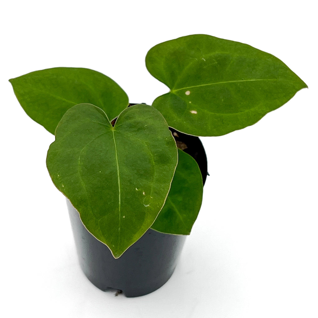Anthurium Blue Velvet hybrid x dark forgetii rare indoor plant in pot, vibrant green foliage, unique sheen, Chalet Boutique, Australia.