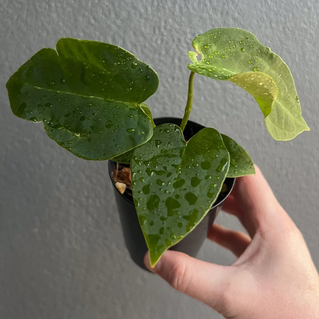 Close-up of Anthurium Blue Velvet x Dark Forgetii hybrid, showcasing unique foliage and water droplets. Chalet Boutique, Australia.
