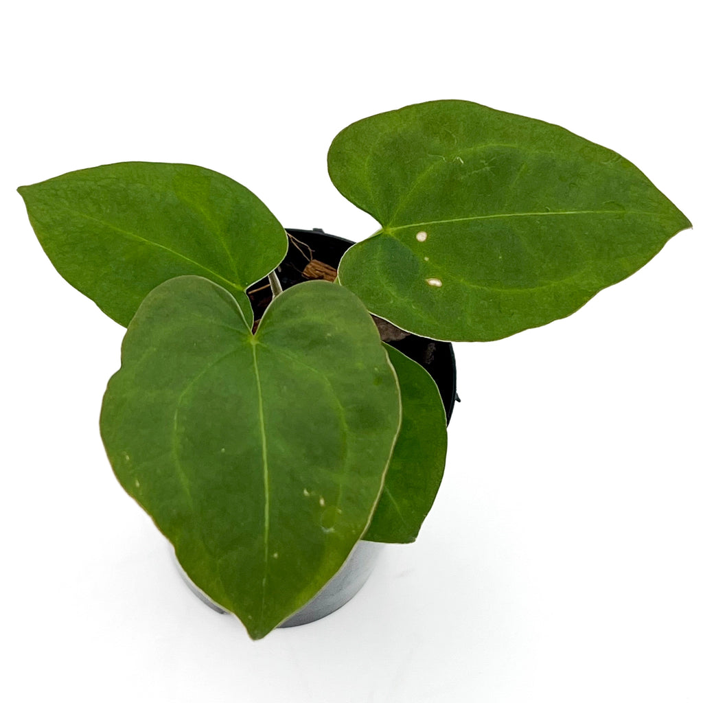 Rare Anthurium plant with deep green, velvety leaves in a nursery pot, perfect for indoor spaces. Chalet Boutique, Australia.