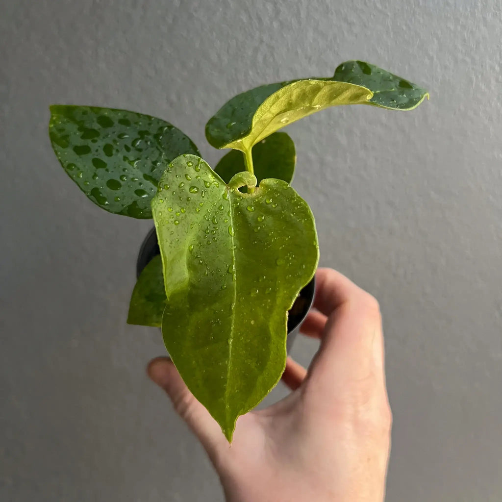 Hand holding a lush green houseplant with droplets of water, showcasing its vibrant foliage. Chalet Boutique, Australia.