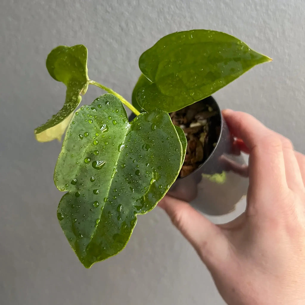 Hand holding a vibrant Anthurium Blue Velvet hybrid with shiny, water droplets on lush, green foliage. Chalet Boutique, Australia.
