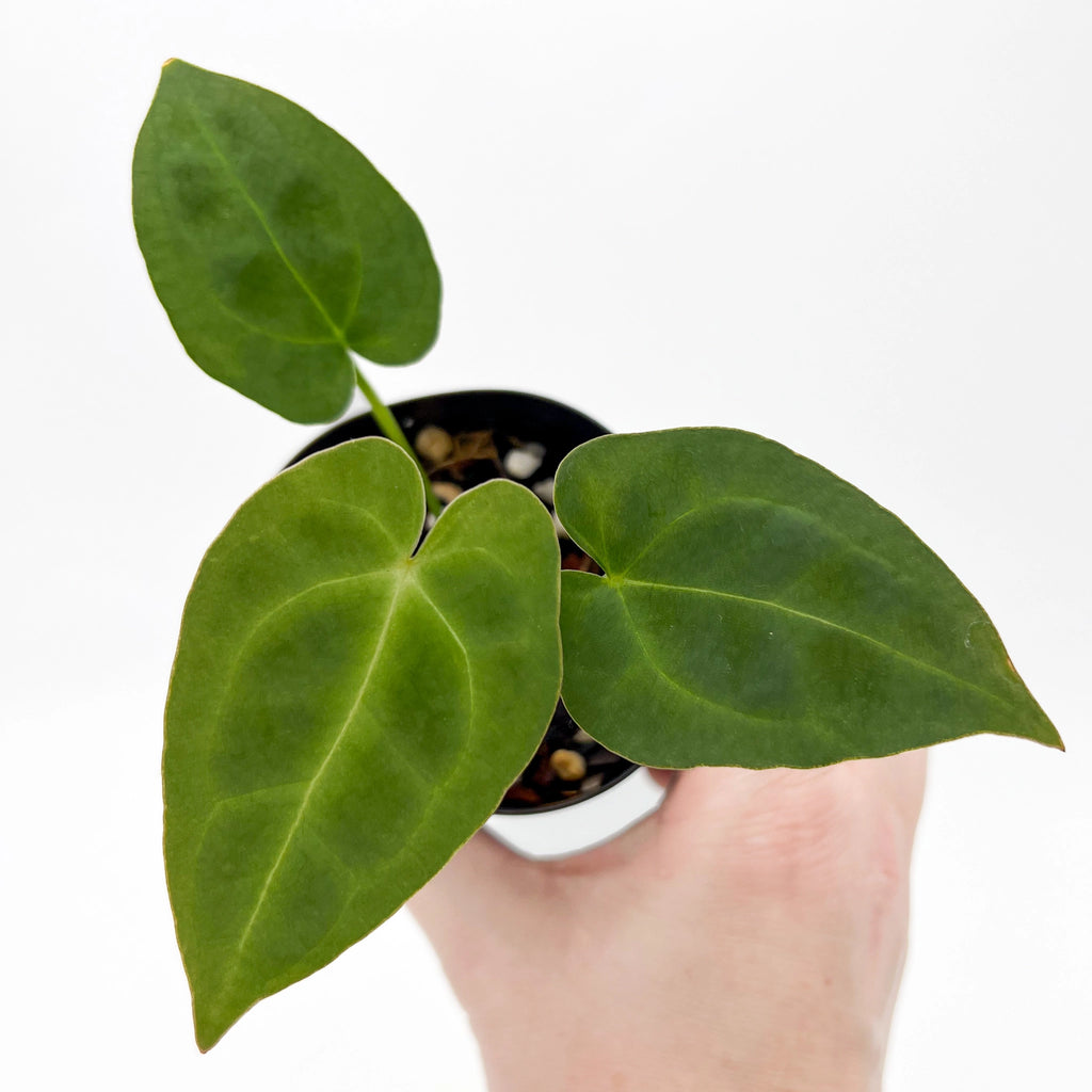 Anthurium Blue Velvet hybrid x dark forgetii with unique green foliage in a nursery pot. Chalet Boutique, Australia.
