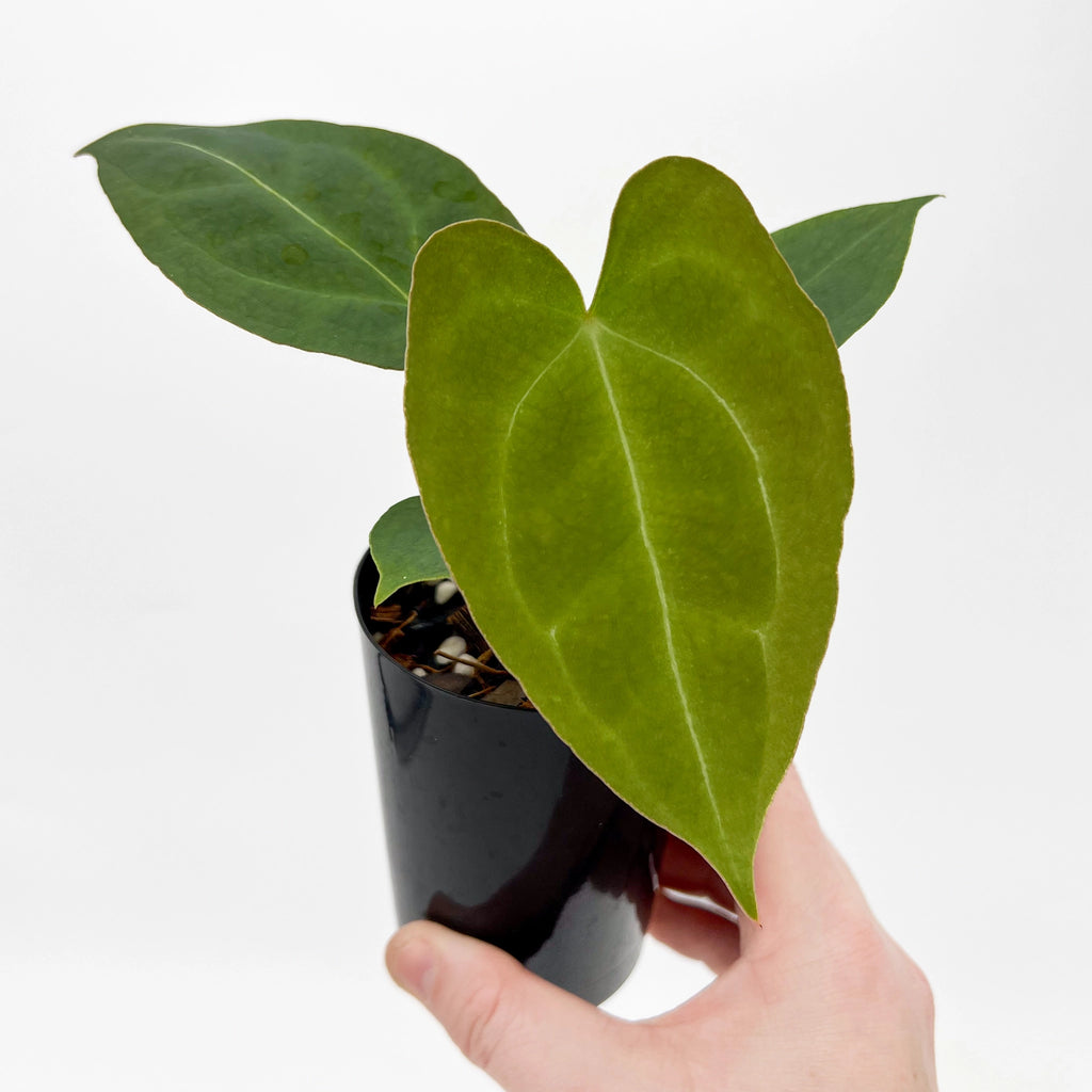 Anthurium Blue Velvet hybrid with glossy foliage, held in hand, showcasing unique rare indoor plant features. Chalet Boutique, Australia.