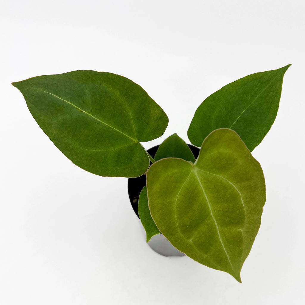 Anthurium Blue Velvet Hybrid x Dark Forgetii with deep green, velvety foliage. Rare indoor plants available at Chalet Boutique, Australia.