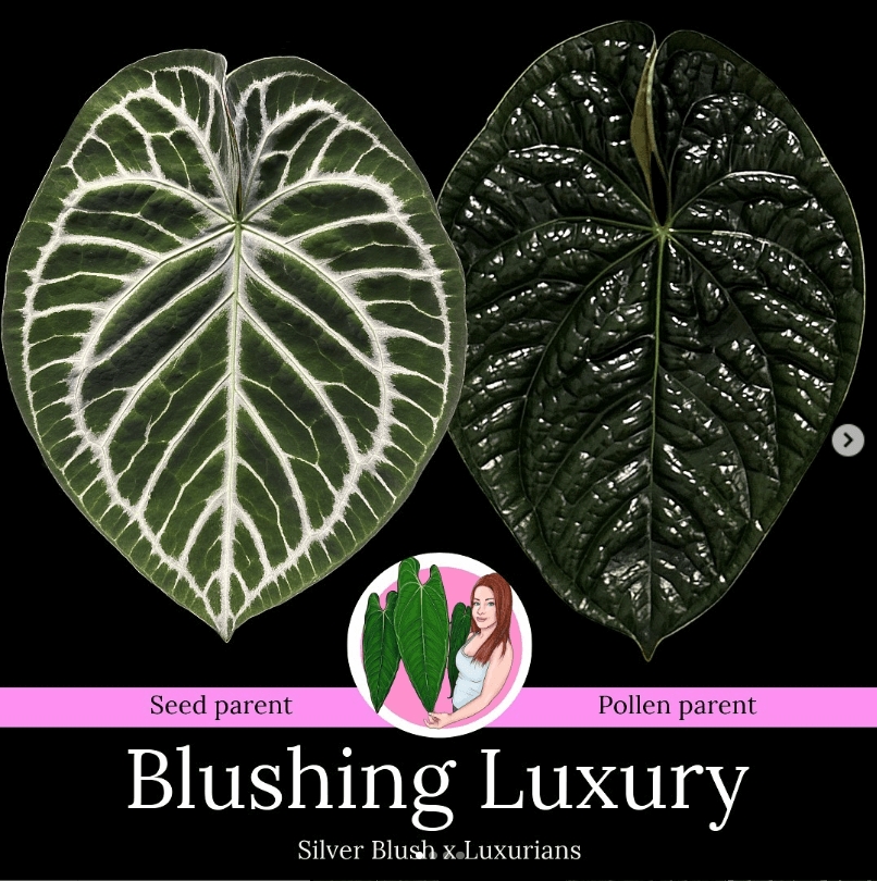 anthurium luxury Anthurium 'Blushing Luxury'
