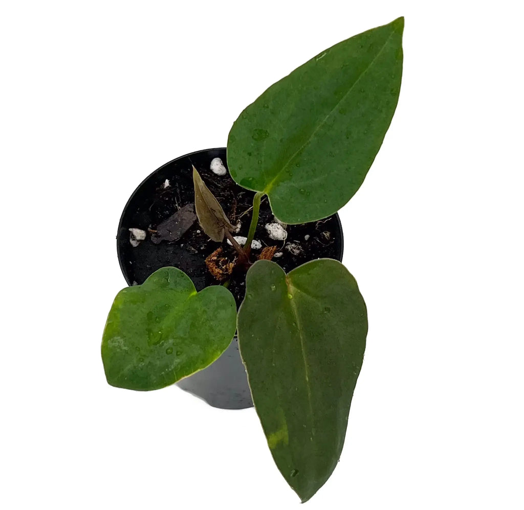 Anthurium 'Cherry Cola' plant in a black pot showcasing unique leaves. Rare indoor plants Australia. Chalet Boutique, Australia.