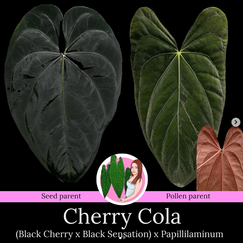 Anthurium 'Cherry Cola'