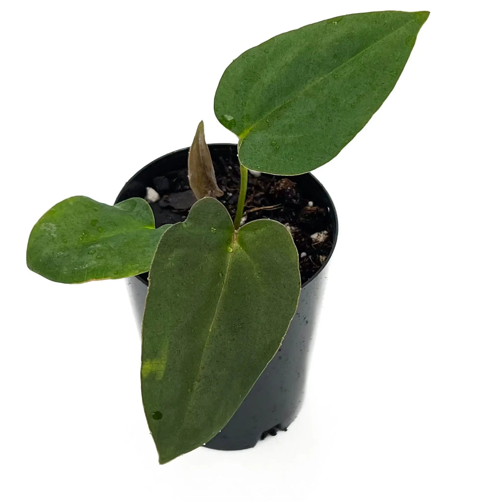 Anthurium 'Cherry Cola' in a black pot, showcasing lush green leaves, perfect for rare indoor plant collectors. Chalet Boutique, Australia.