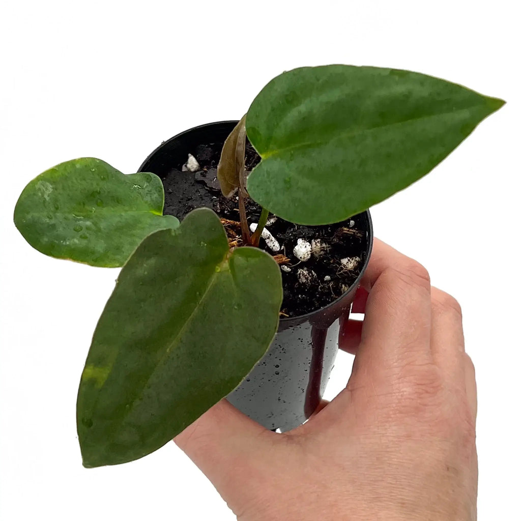 Anthurium 'Cherry Cola' potted plant held in hand, showcasing unique green foliage. Buy rare indoor plants online at Chalet Boutique, Australia.