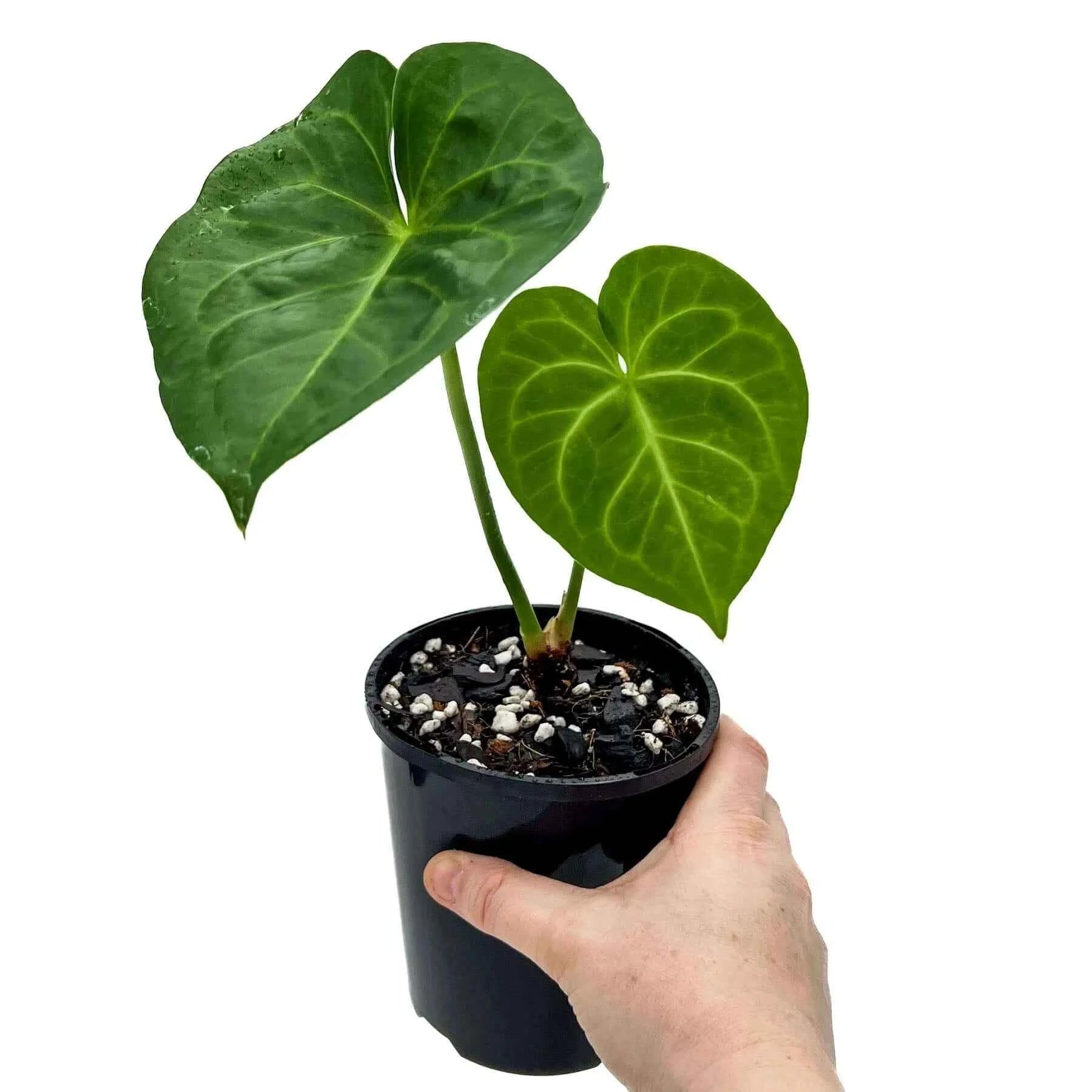 anthurium clari Buy Anthurium Clarinervium X